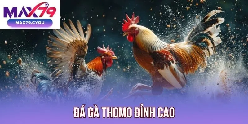 Đá gà Thomo đỉnh cao